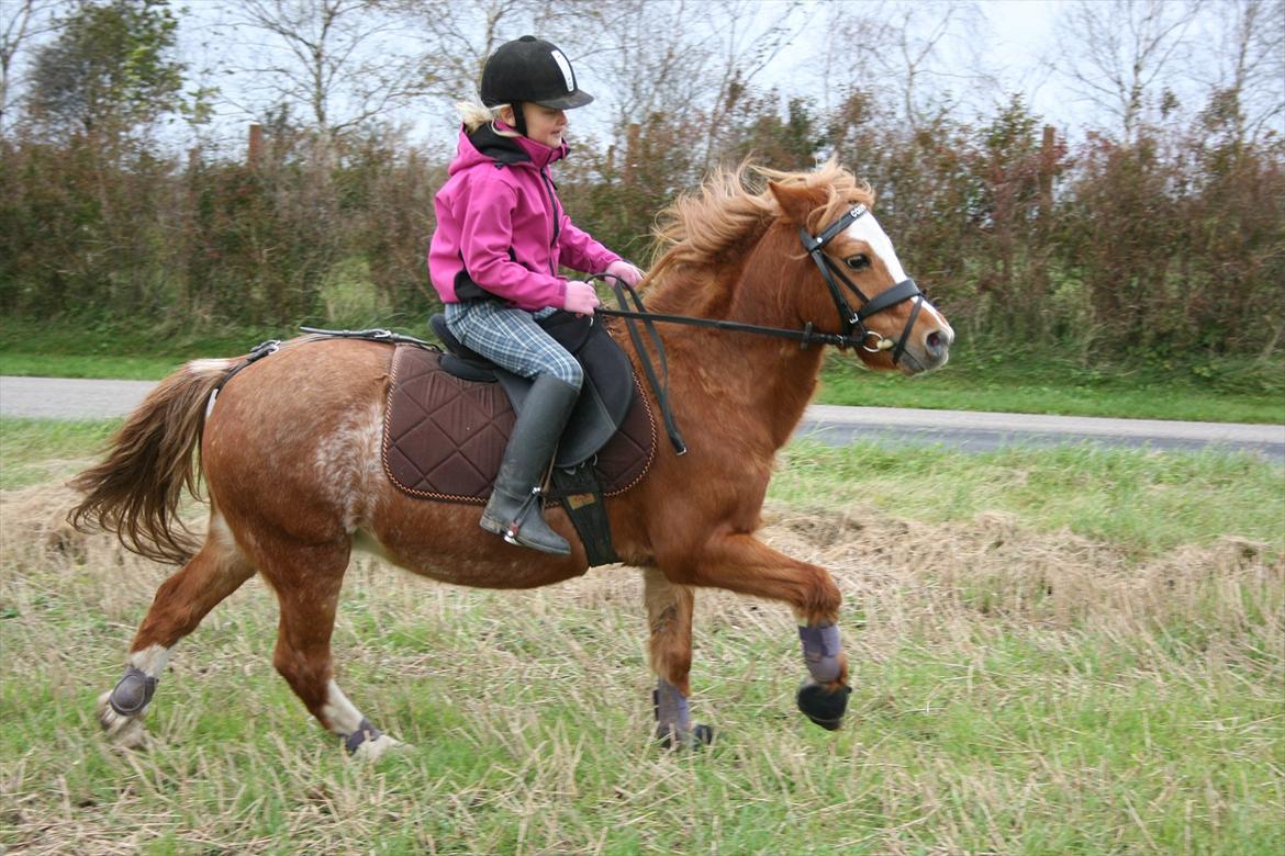 Anden særlig race Columbine (Givet væk) billede 19