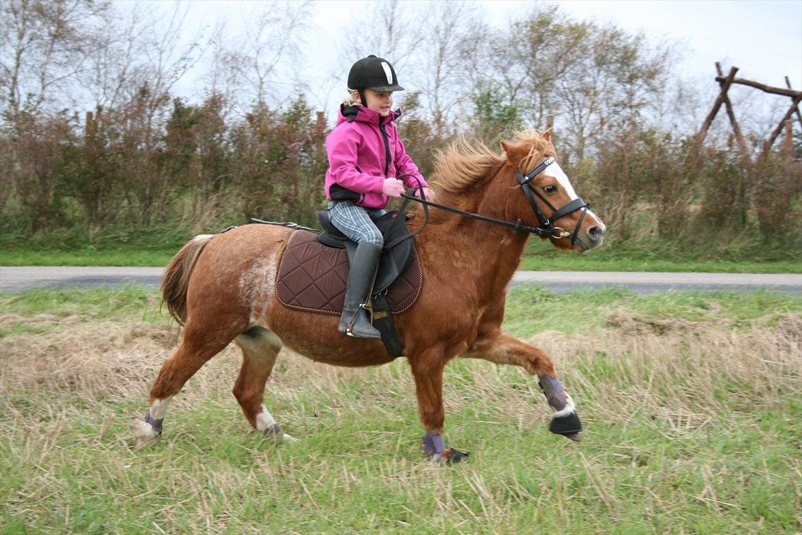 Anden særlig race Columbine (Givet væk) billede 20