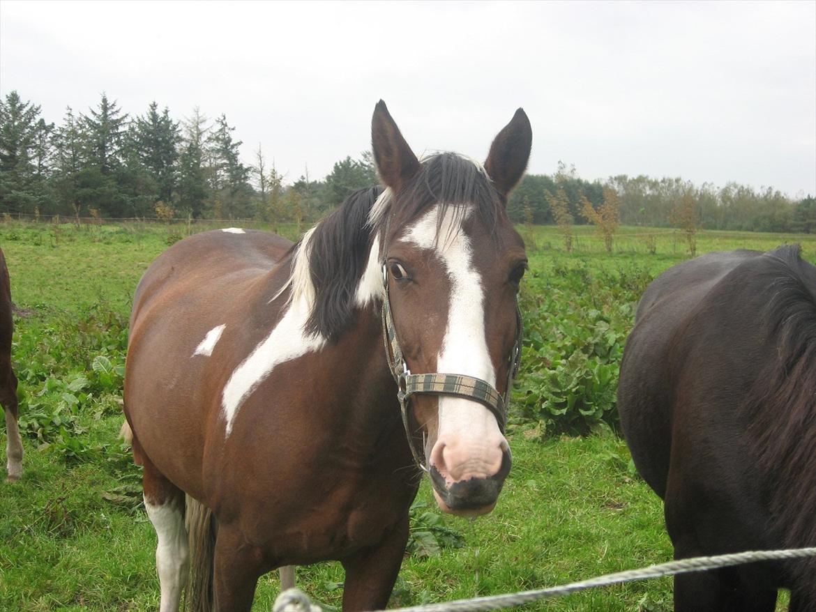 Anden særlig race Johana - Det er så rart på folden billede 18