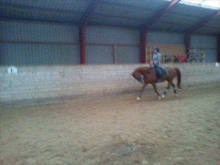 Anden særlig race Aros »Stjernen! - Går ekstremt under lod. billede 16