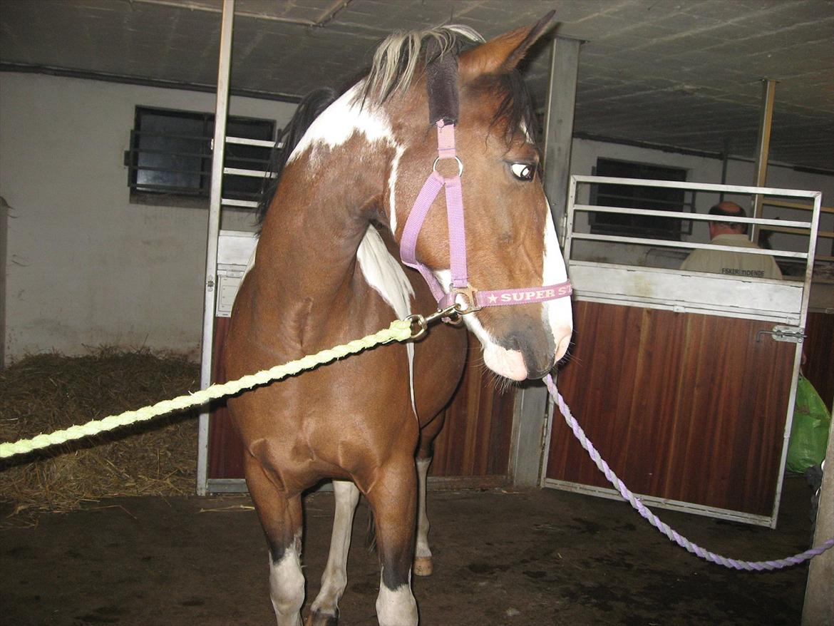 Anden særlig race Johana - hvad laver skøre Pondus nu!?! billede 5
