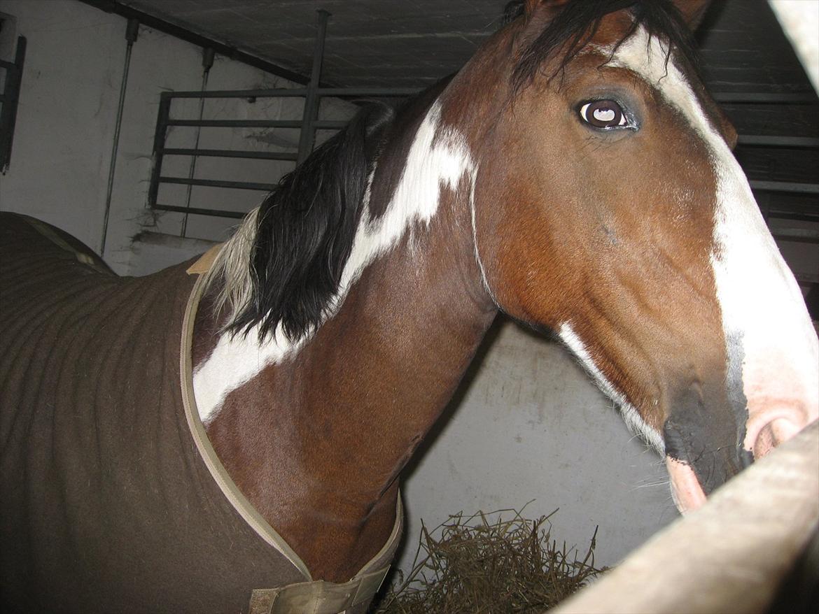 Anden særlig race Johana - Jeg har fået dejlig varmt tæppe på billede 2
