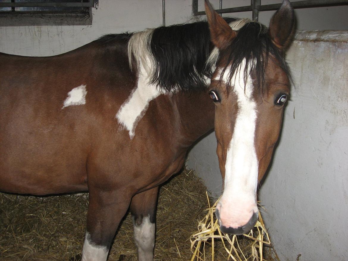 Anden særlig race Johana - Har hun mon en gulerod? billede 19