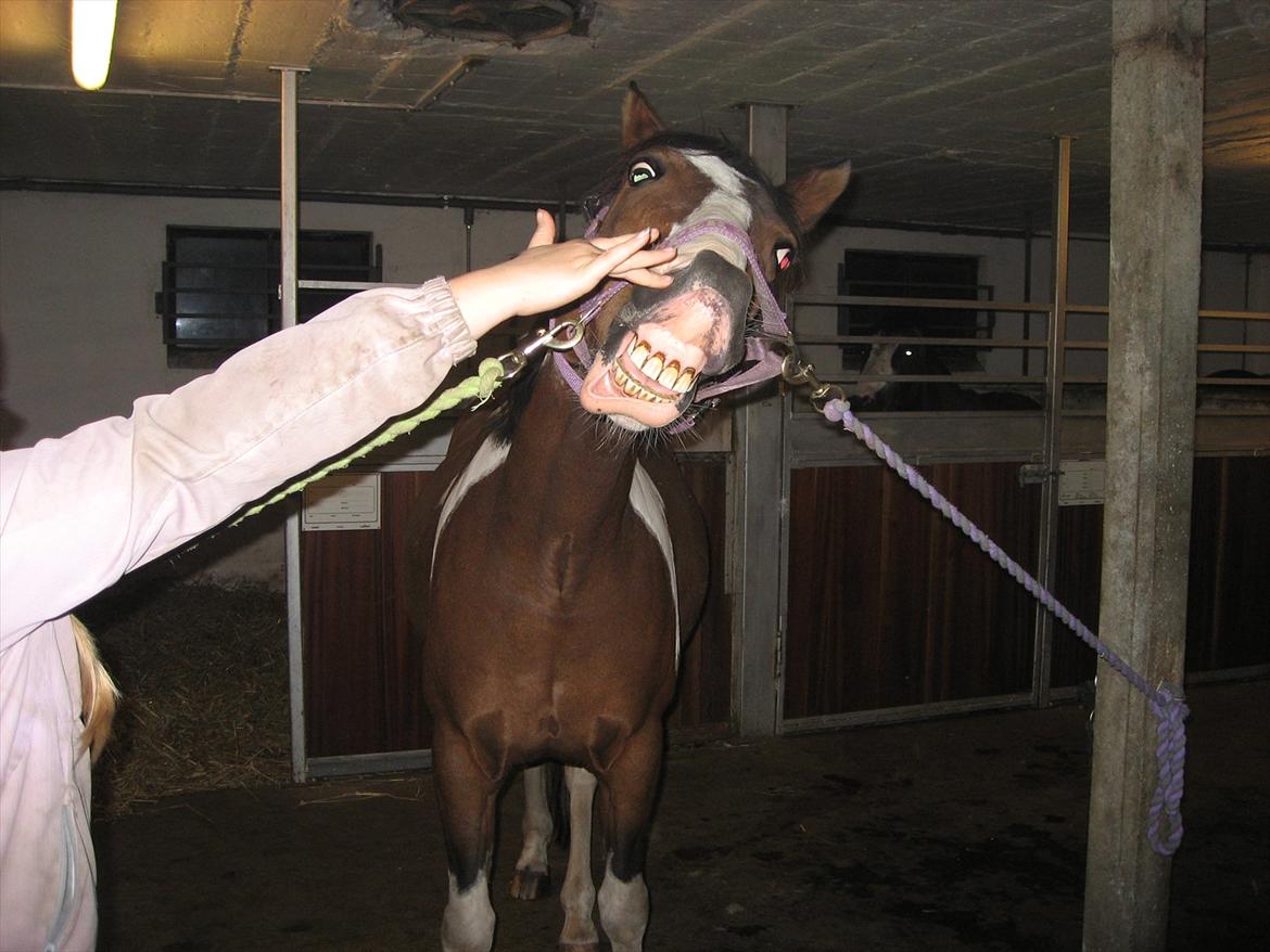 Anden særlig race Johana - Jeg kan smile på komando billede 10