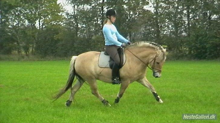 Fjordhest Buller billede 12