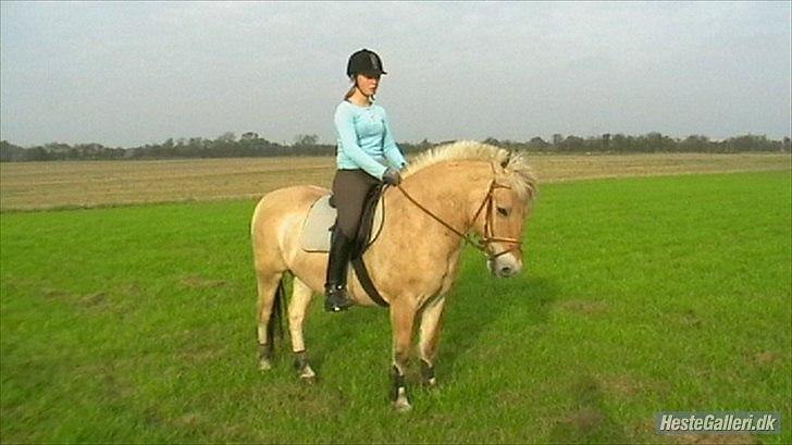 Fjordhest Buller - Velkommen til Buller´s profil :D  billede 1