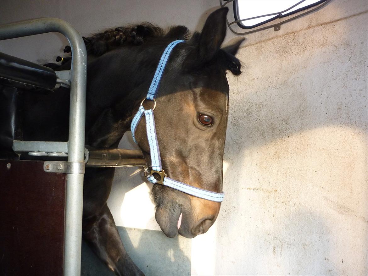 Anden særlig race Bonfire *Solgt* - Dette er smukke Bonfire i trailer :)  billede 7