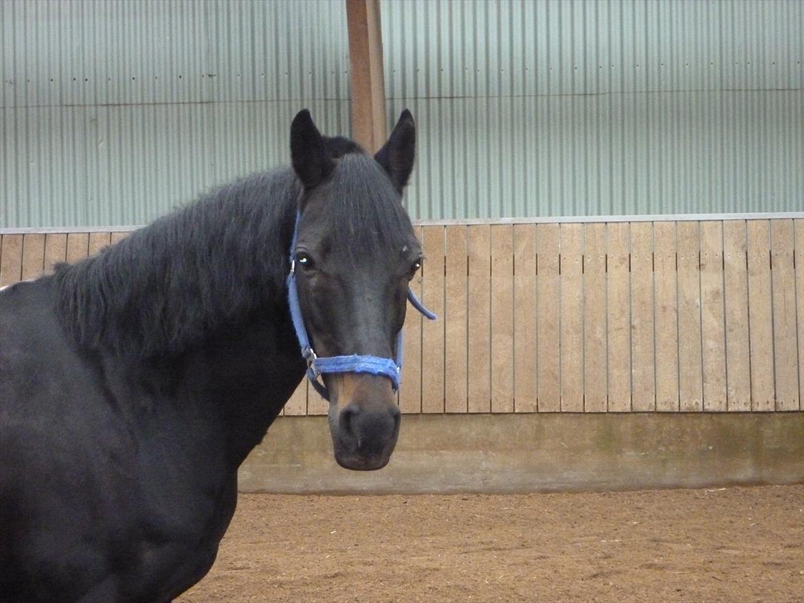 Anden særlig race Bonfire *Solgt* - Bonfire :)  billede 8