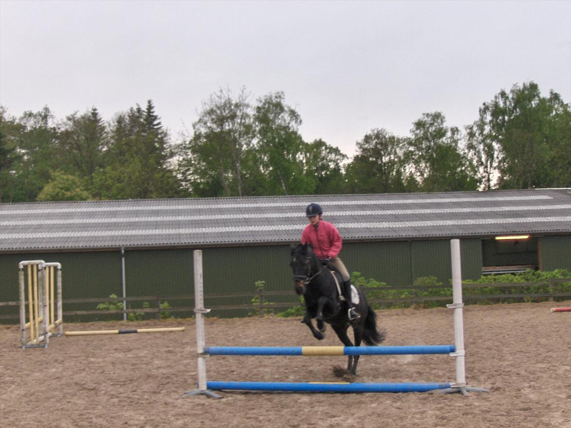 Anden særlig race Bonfire *Solgt* - Da mig og Bonfire springer  billede 9