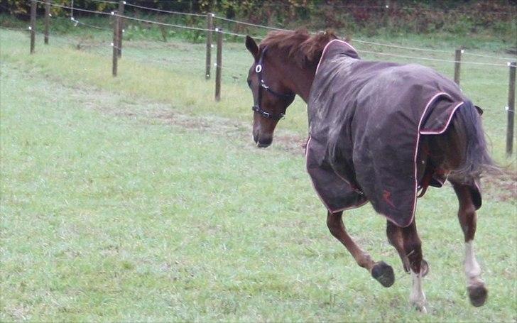 Traver Powerful Winning - Power når han bliver lukket på fold :P billede 3