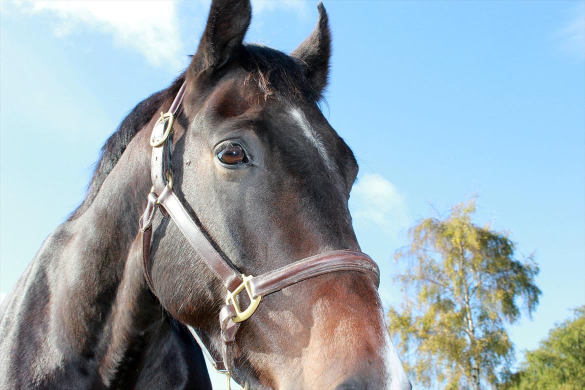 Oldenborg Gunnihus Nino billede 2