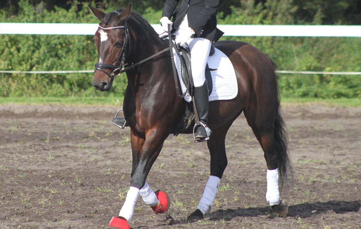 DSP Midnight Diamond - Smækre pony-diamond! Foto: daddi-cool med mit kamera. billede 15