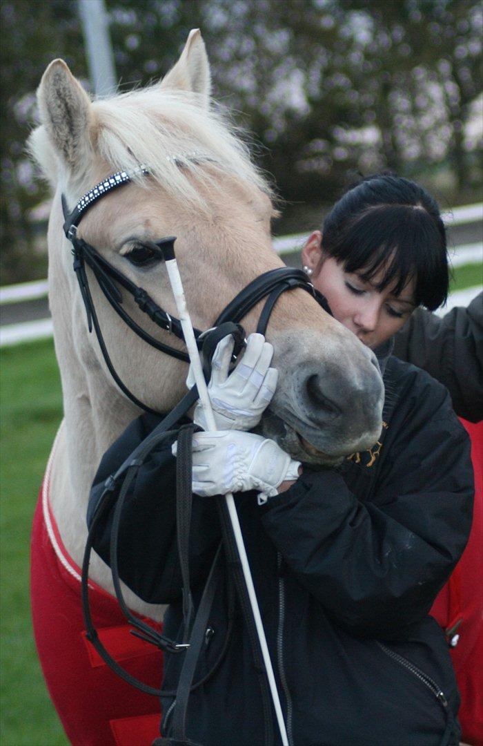 Fjordhest Odin Kaptain † R.I.P † - 8/10 2011 | Foto: Ditte   billede 14