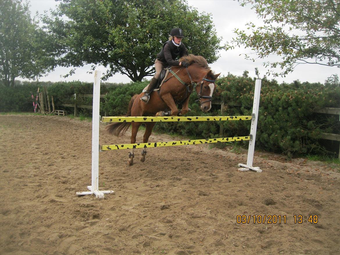 Anden særlig race Røde/Taz - Røde og jeg på 110 cm. Hygge springning. Han er bare skøn :)
 billede 10