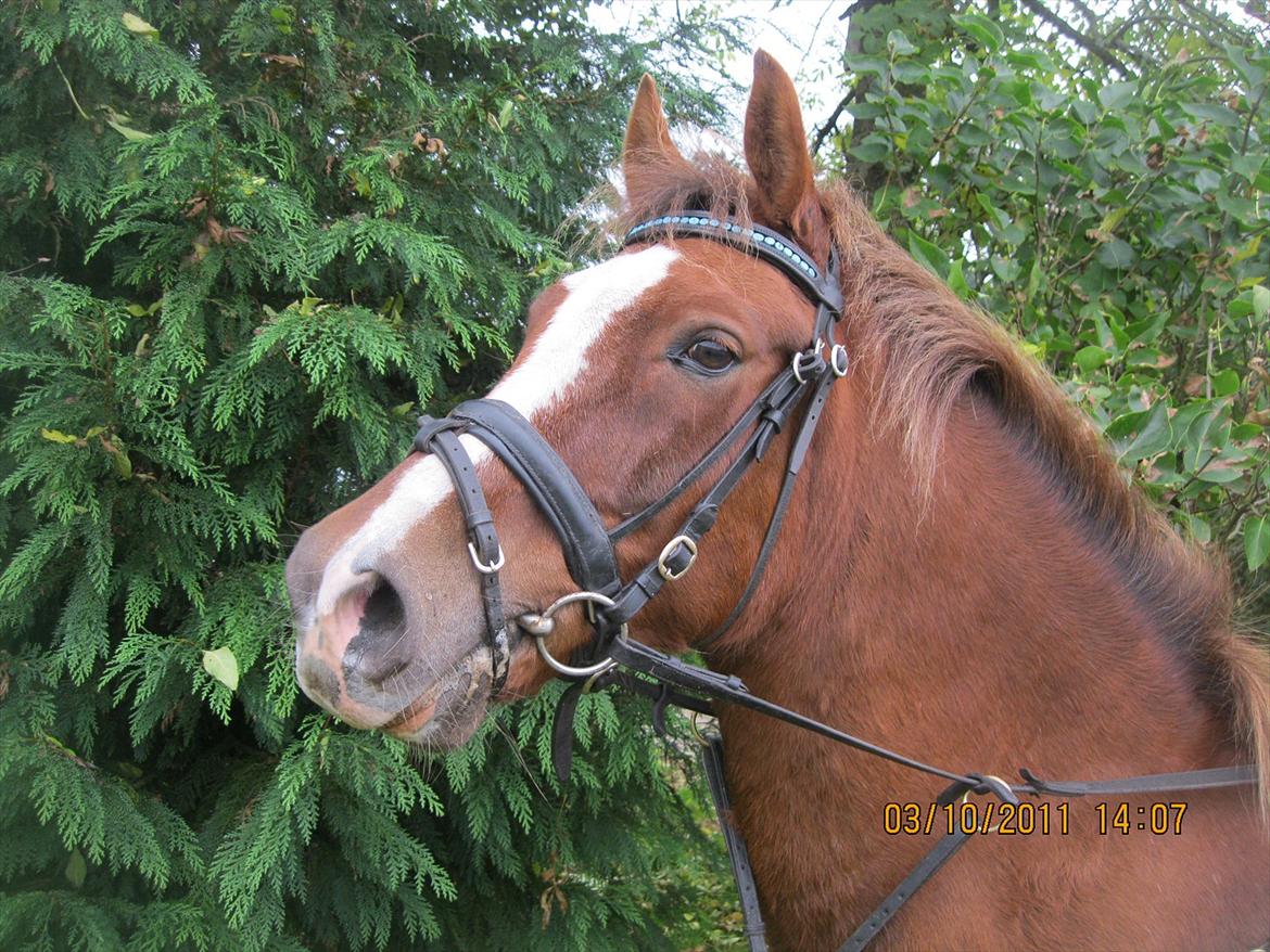 Anden særlig race Røde/Taz - smukke Røde<3 billede 11