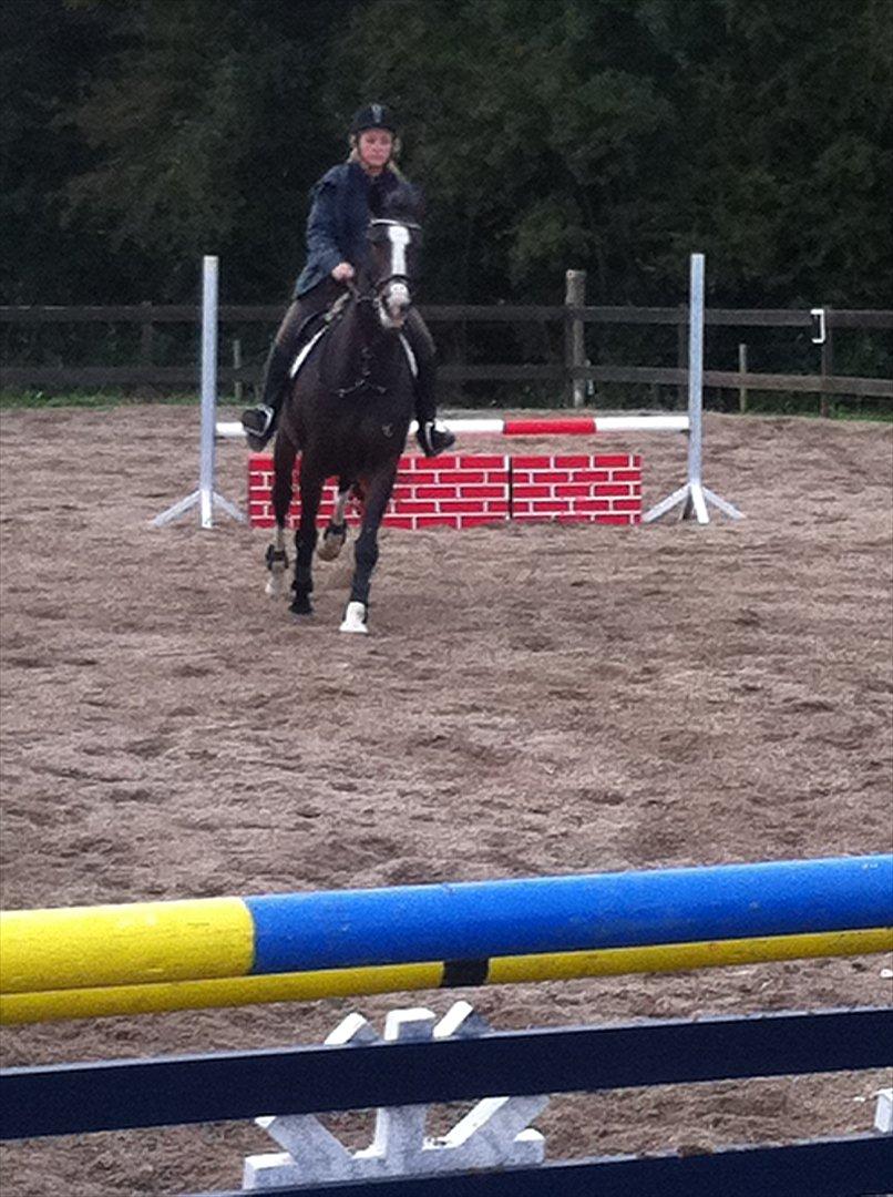 Dansk Varmblod zaragoza - zago bliver redet af ejer Emilie. foto: mig billede 5