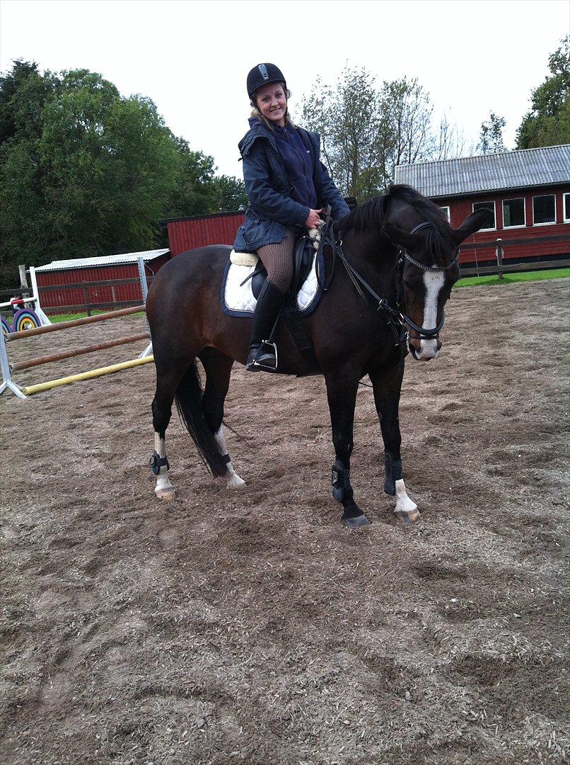 Dansk Varmblod zaragoza - zago bliver redet af ejer Emilie. foto: mig billede 6