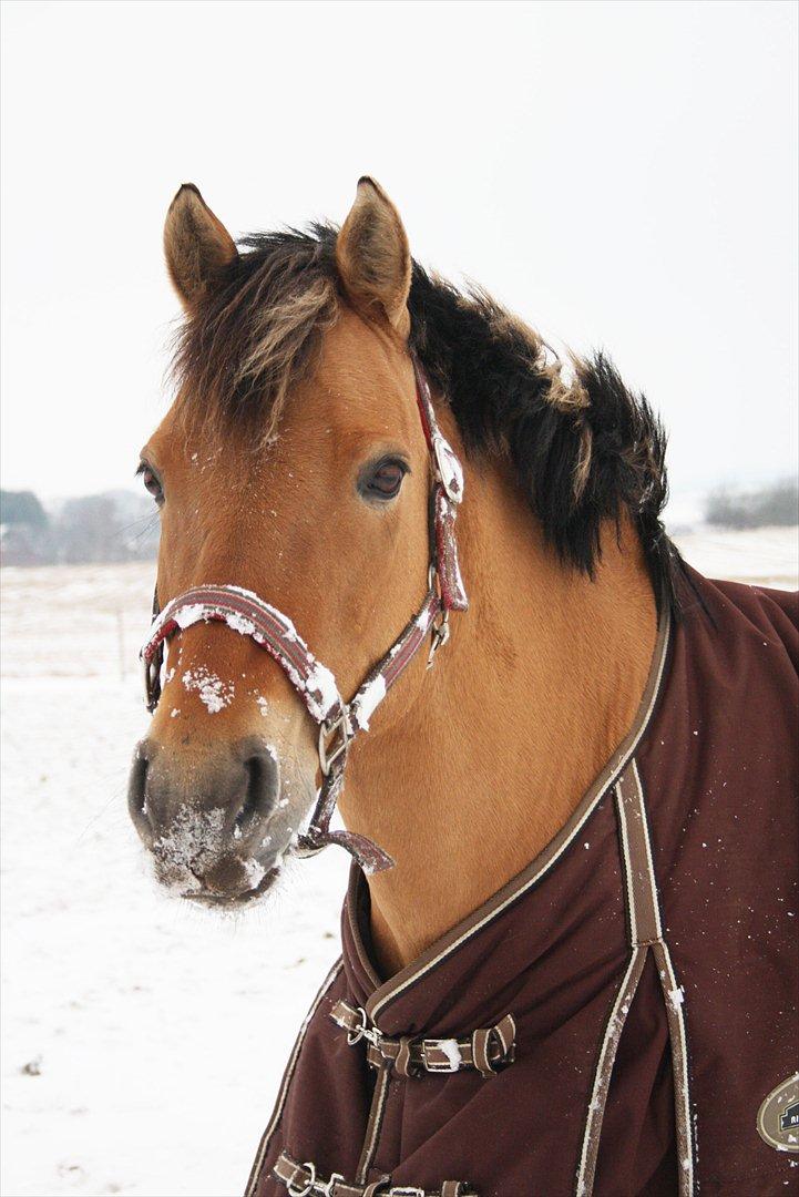 Anden særlig race Lady<3 - Sne pony! :-D billede 9