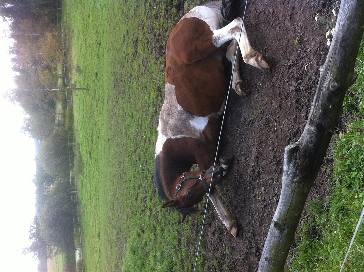 Pinto Maximus Jones - Self lige når man har gjort sin hest smukt til ham skal på fold så ruller han sig i mudder. :((  billede 14