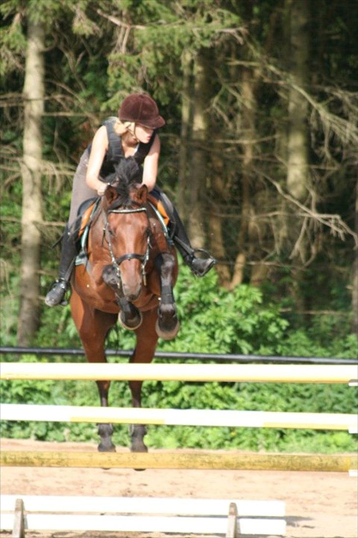 Svensk Varmblod A-tack - Min hoppe-bold. billede 10