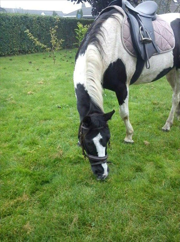 Pinto Stella [Tidl. Part] billede 1