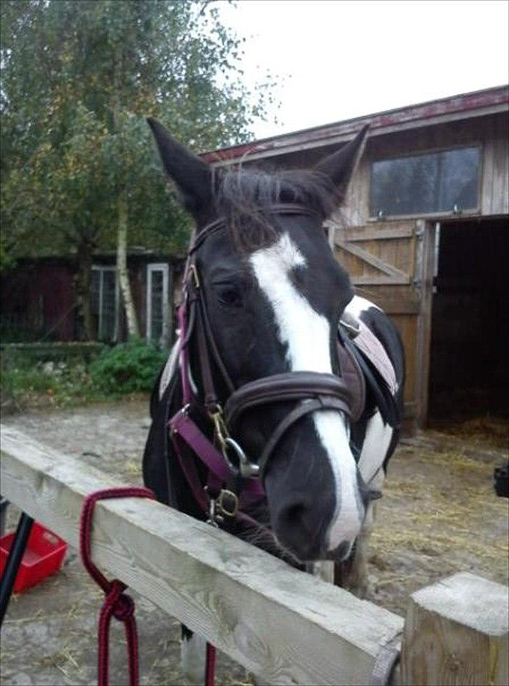 Pinto Stella [Tidl. Part] billede 2