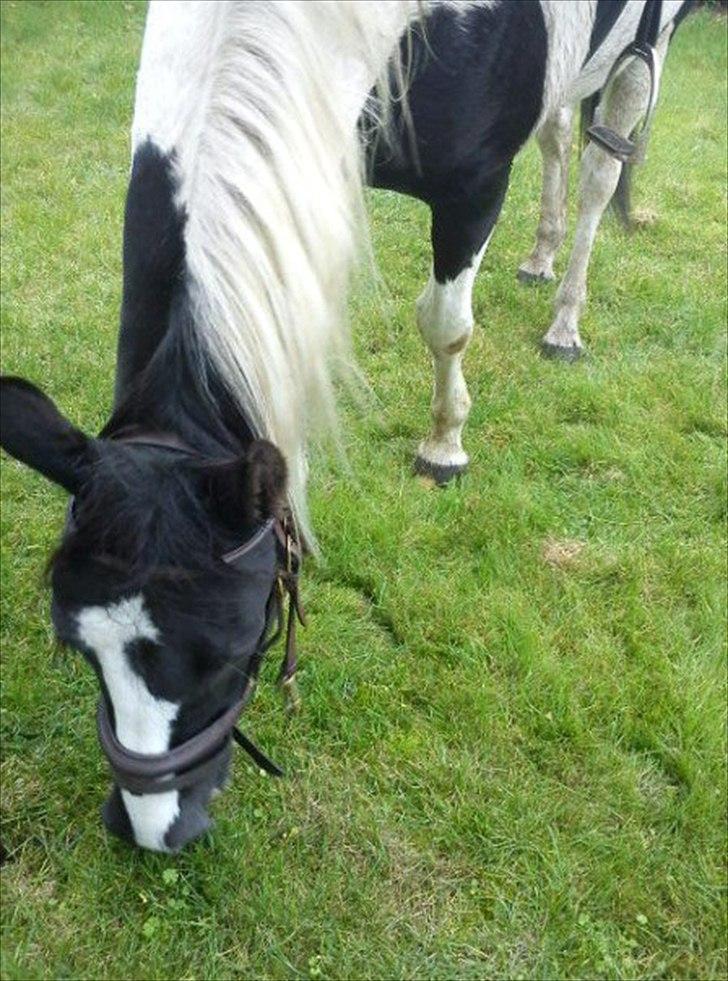 Pinto Stella [Tidl. Part] billede 3