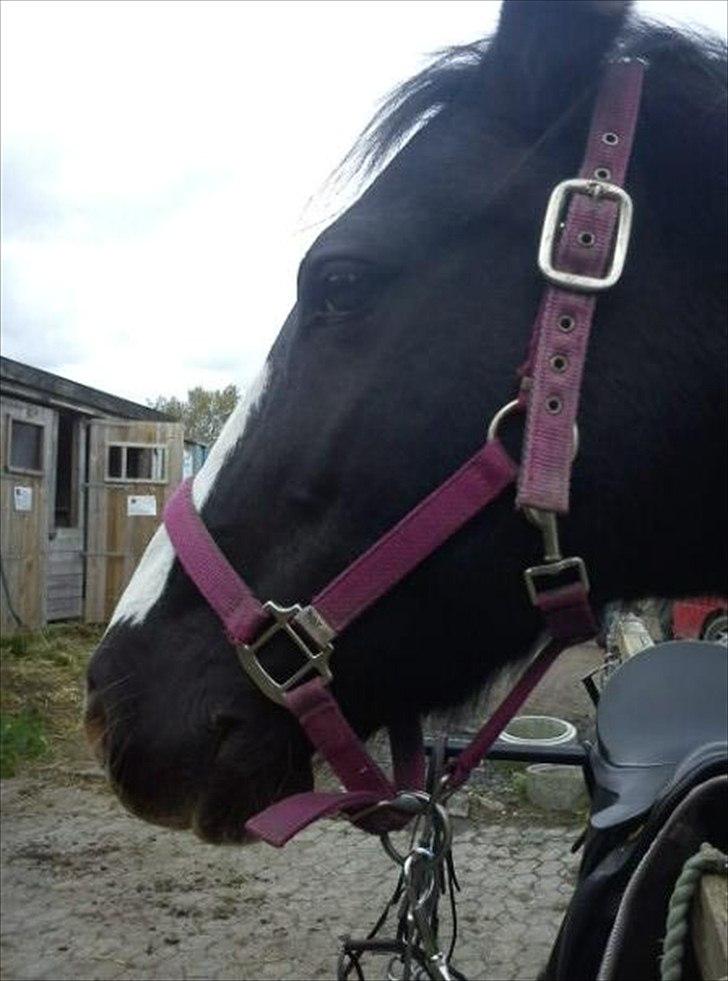 Pinto Stella [Tidl. Part] billede 4