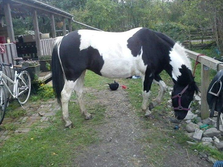 Pinto Stella [Tidl. Part] billede 5