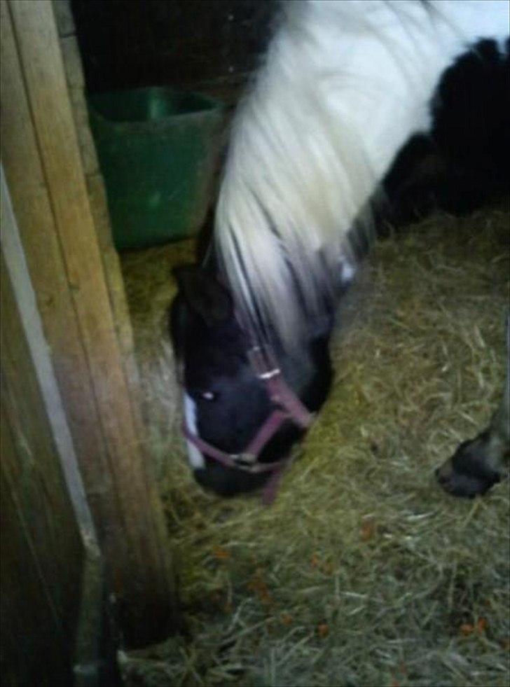 Pinto Stella [Tidl. Part] billede 6