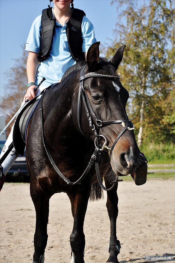 Anden særlig race Taco <3 *soulmate* - Efter vi havde sprunget til vores første stævne :)
Lørdag d.01.10.11 foto : Katrine Klarskov billede 7