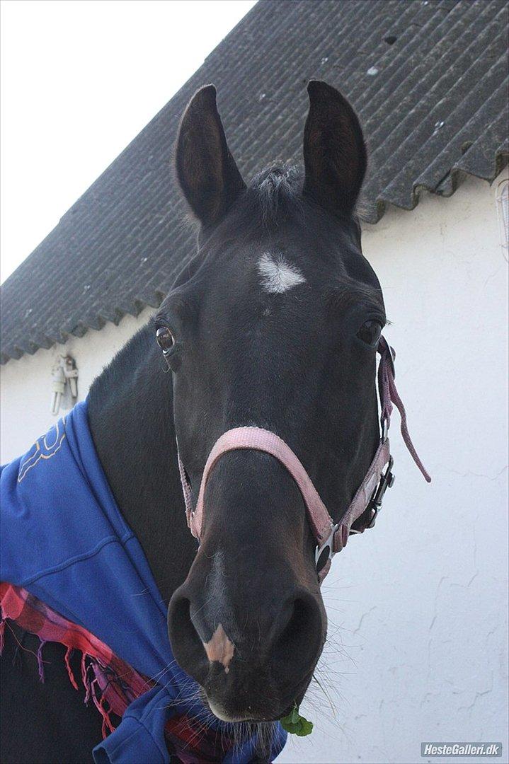 Anden særlig race Taco <3 *soulmate* - Min smukke baby <3
Lørdag d.24.09.11 foto : sofie billede 1