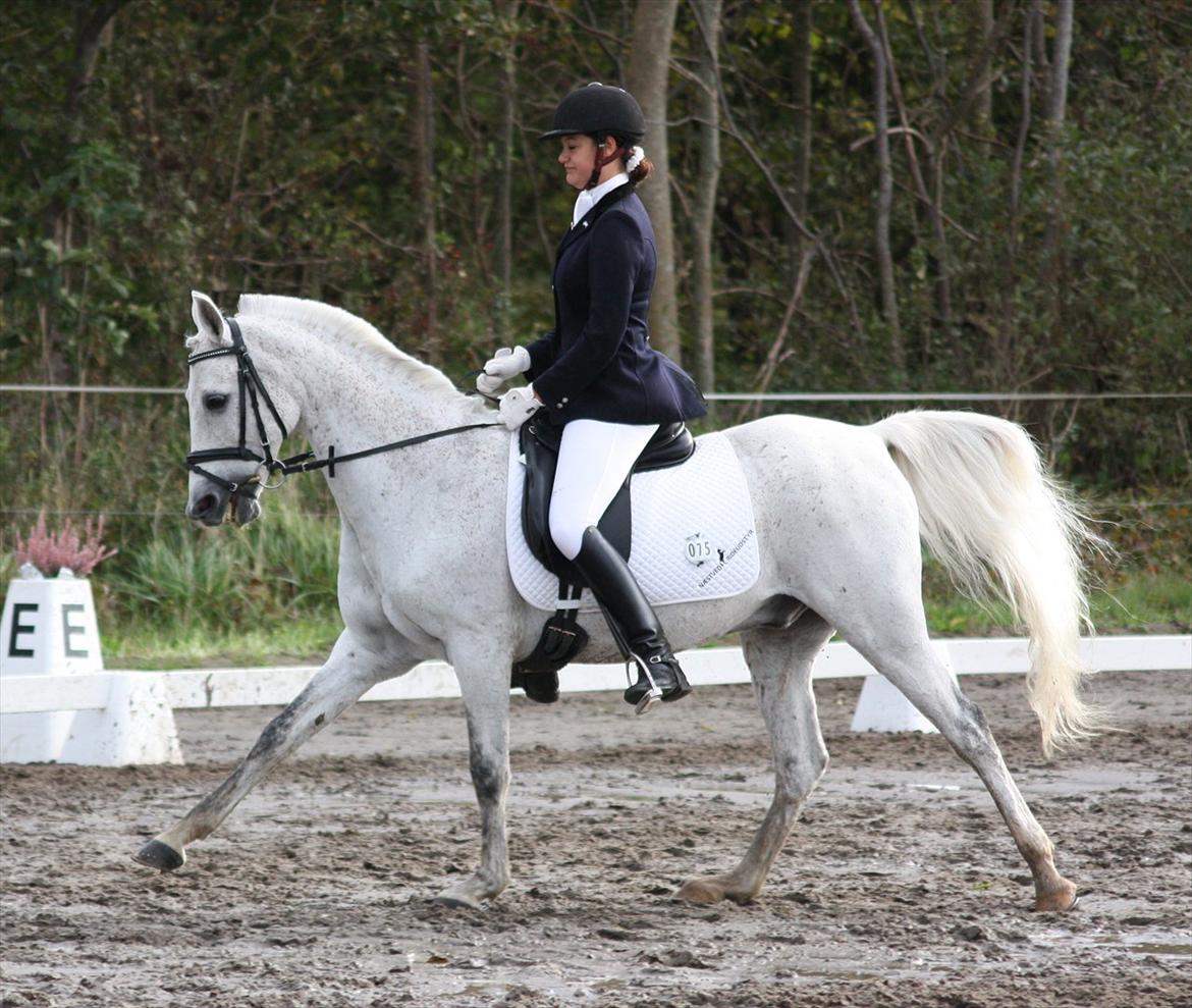 Arabisk fuldblod (OX) Narzhos - CNCP90 | 8. oktober 2011 | SØG billede 7