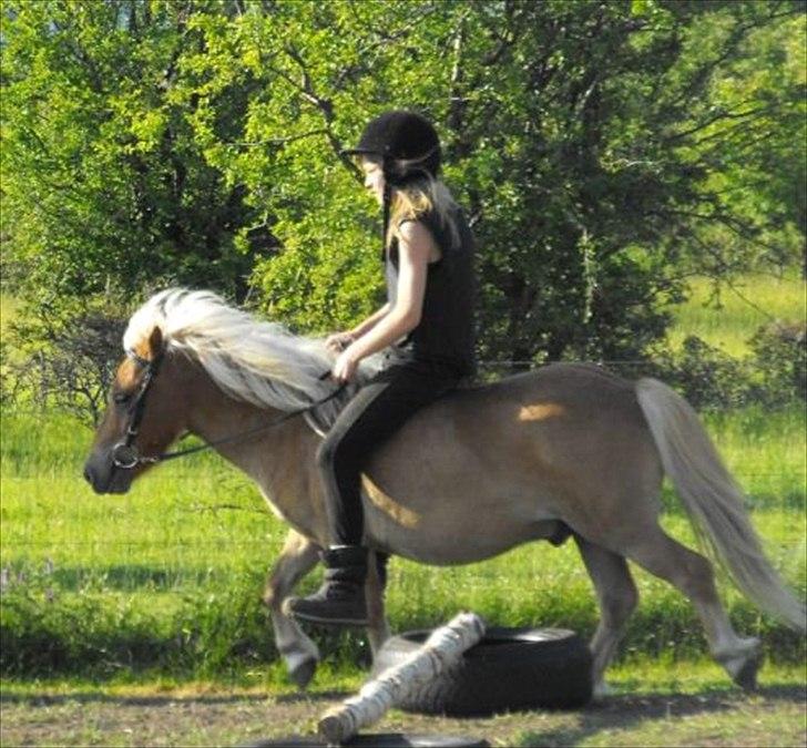 Shetlænder Jokum - Jokum og jeg til en opvisning til Sankt Hans :) Vi optrådte med et teather, sammen med Jokums halvsøster Jenny, og min veninde. billede 5