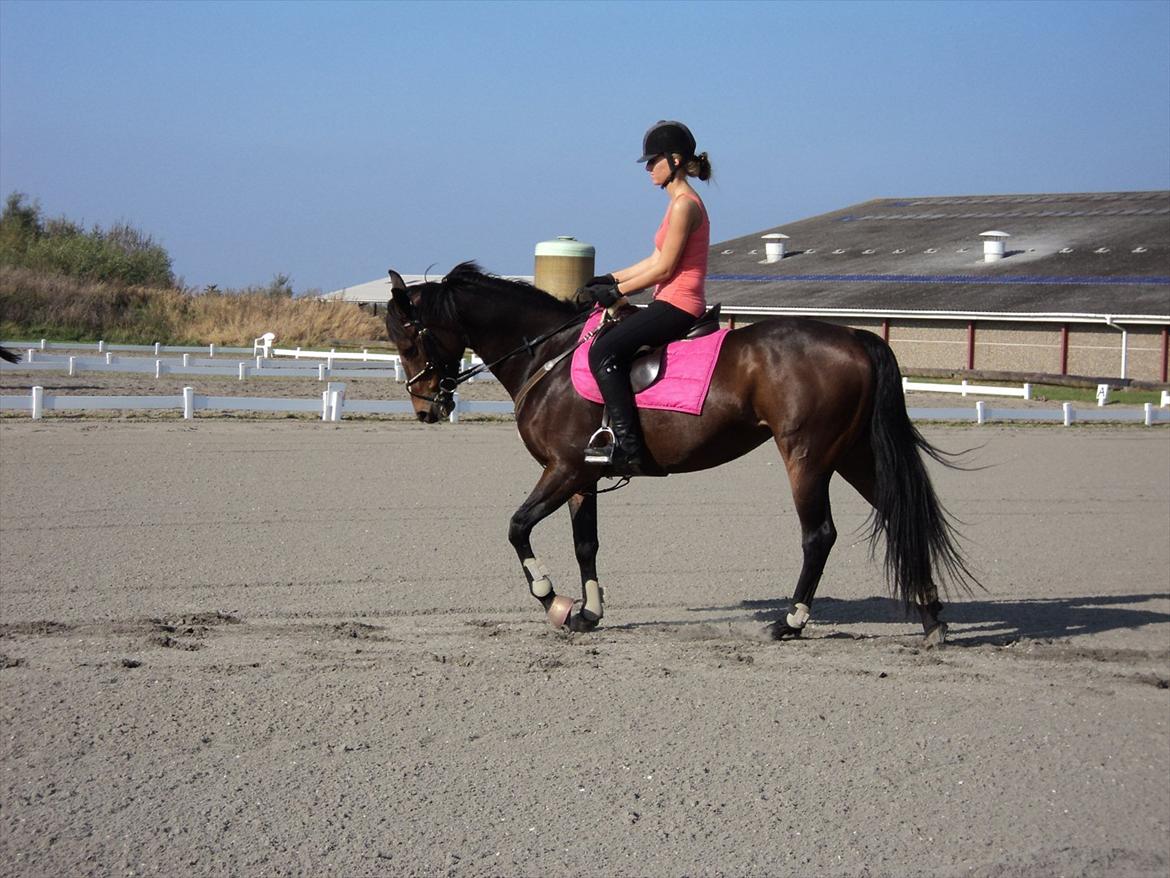 Anden særlig race Tatianna billede 9