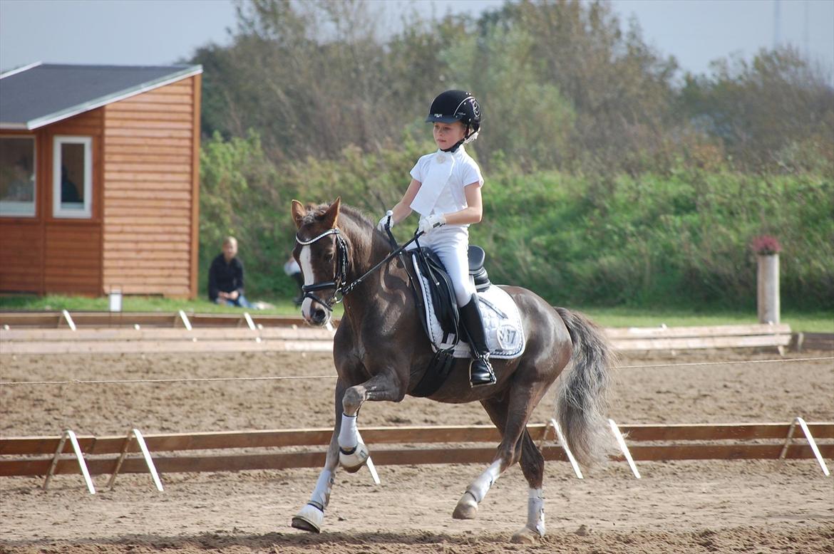 Welsh Pony (sec B) Silver A-pony - stævne i Guldager  billede 10