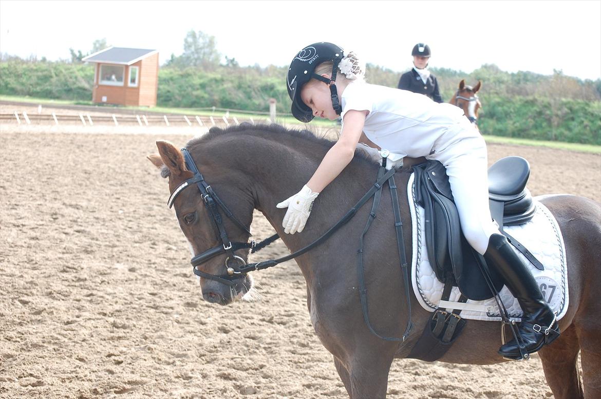Welsh Pony (sec B) Silver A-pony - stævne i Guldager.<3 billede 5