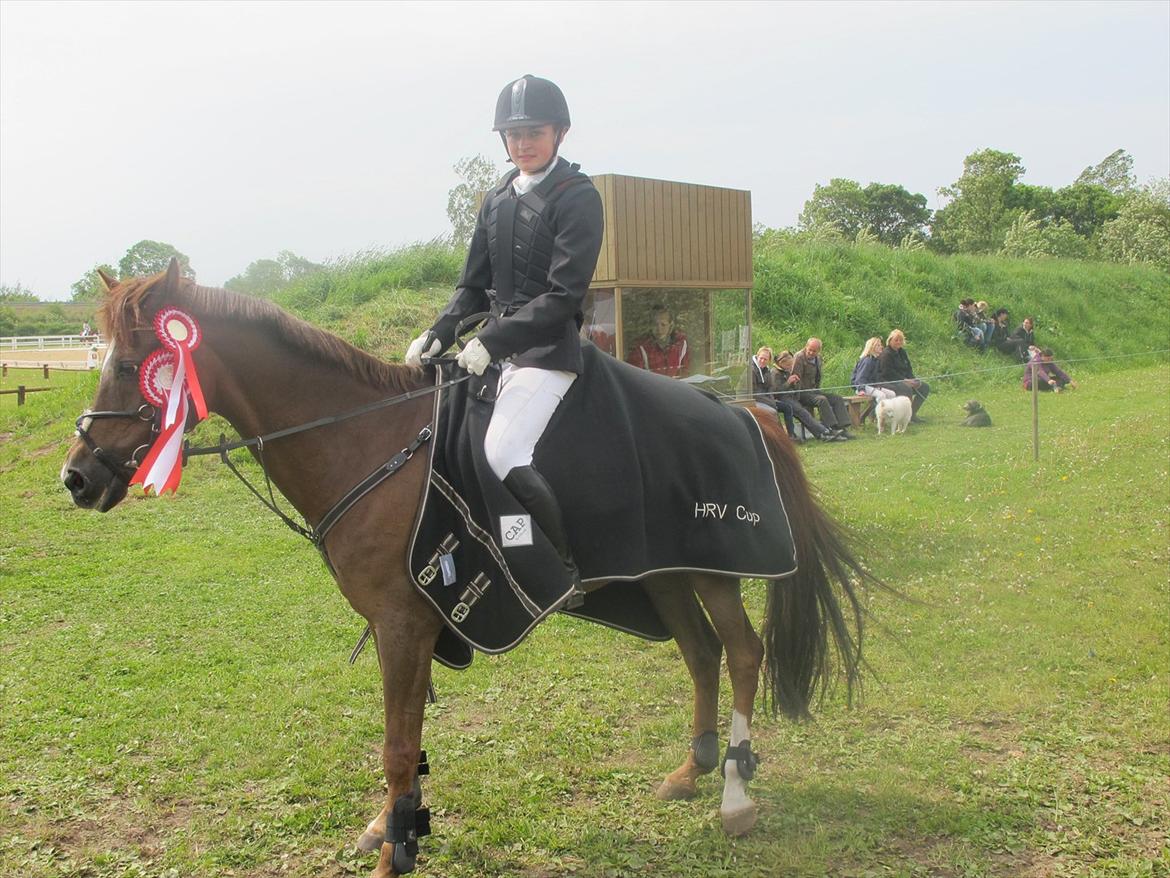 New Forest Hokus Pokus 2 - hrv-cup, 1.plads :) billede 17