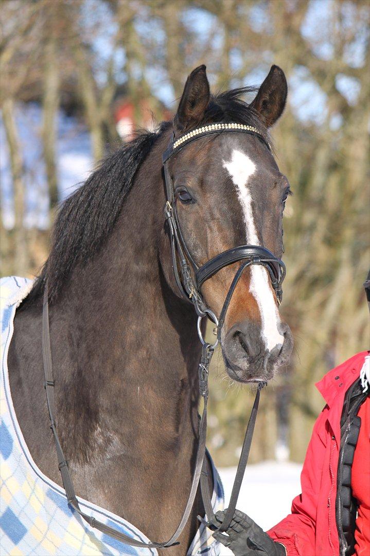 Dansk Varmblod Cor de'Light (Comet) billede 20