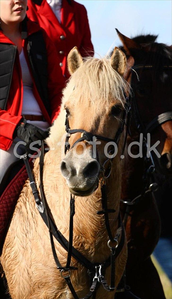 Fjordhest Romeo's Celine - et styk nuttet men træt lille pony<3 Klintejagten 09/10/11 billede 1