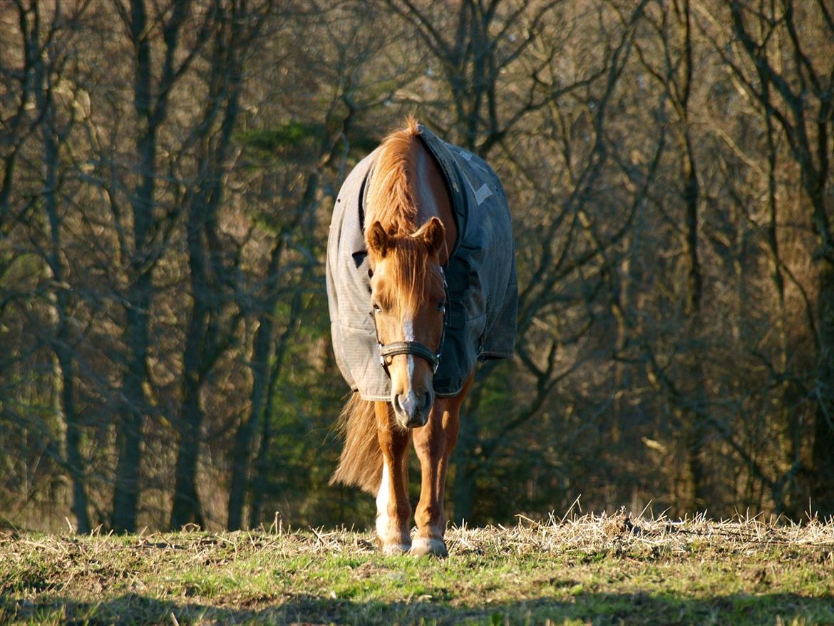 New Forest Rossums Tango (Tidl. Pony) - Skønne pony! :') billede 9