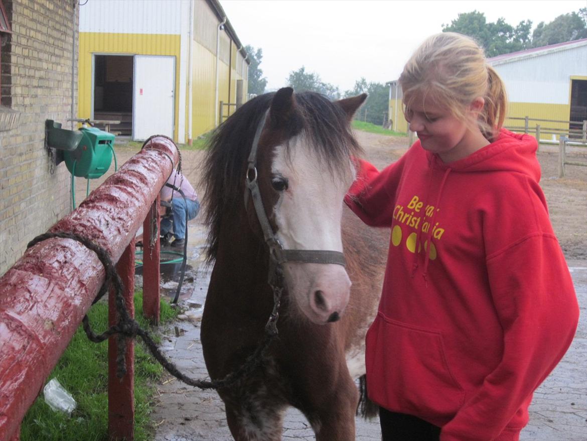 Welsh Pony (sec B) • Simba billede 5