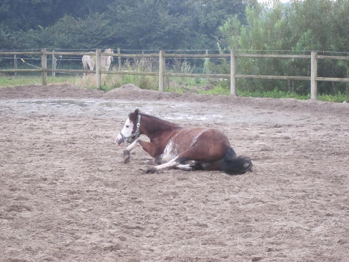 Welsh Pony (sec B) • Simba billede 6