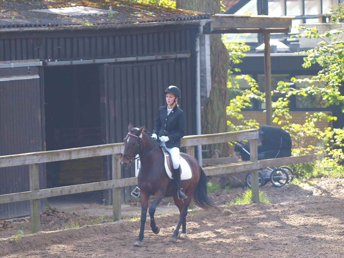 Irsk Sportspony Dundee Love you forever <3 - 2. plads LC1 billede 17