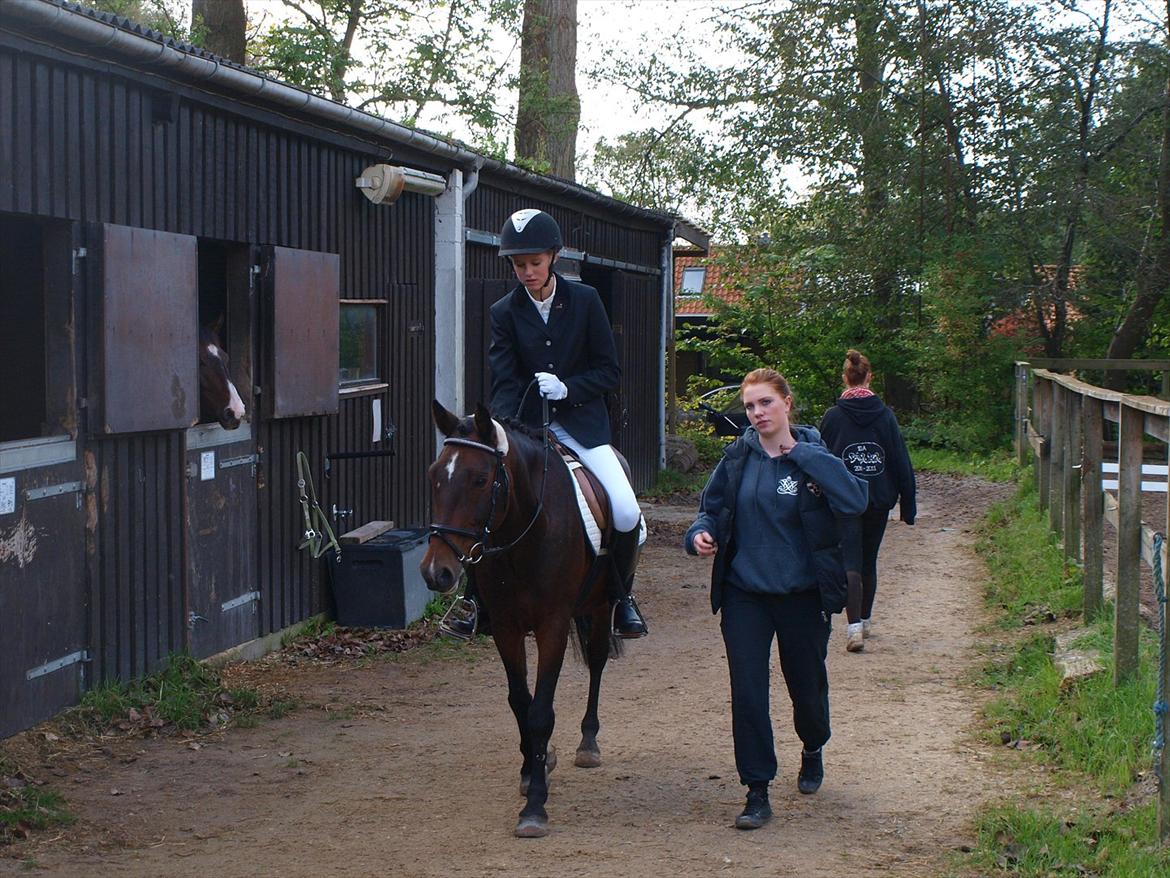 Irsk Sportspony Dundee Love you forever <3 billede 18