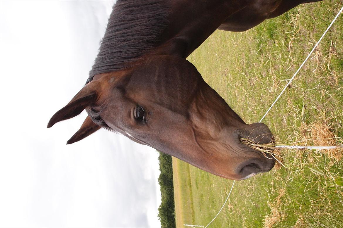 Oldenborg Cala (tidl. part) <3 billede 6