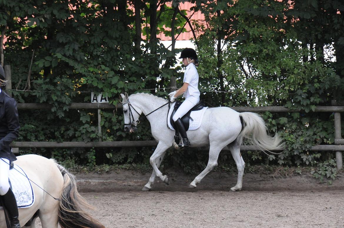 Anden særlig race Miss Chili R.I.P 2/2-12:'(<3 - Dejlig pony og et super stævne:-)<3<3<3 billede 4