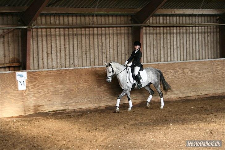 Anden særlig race Charmant  - Velkommen til chappes profil :) billede 1