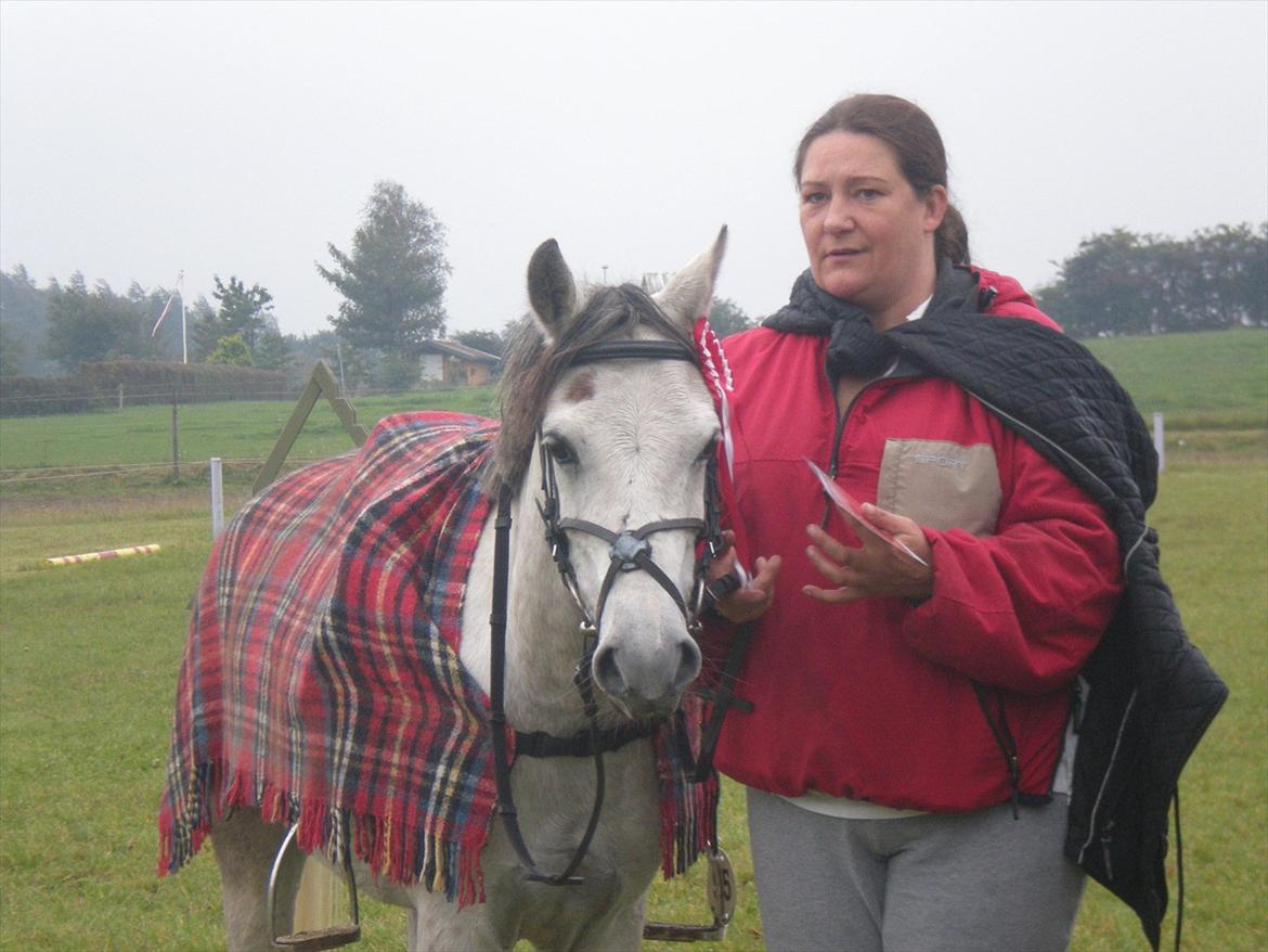 Welsh Mountain (sec A) Sweety Lime billede 8