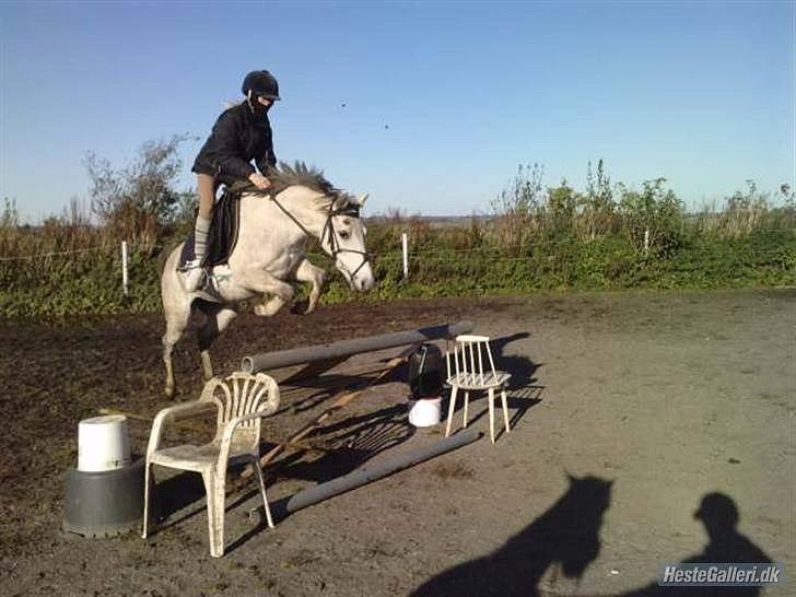 Welsh Mountain (sec A) Sweety Lime billede 10